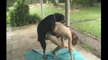 A massive ebony stallion penetrates the narrow vagina of a voluptuous whore
