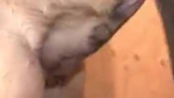 Detailed shot of vagina pounded by stiff dick in doggy style
