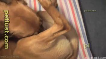 Pair of guys and a canine in incredible zoophilia trio scene