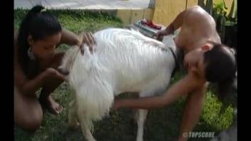 Adorable voluptuous black beauty and skilled beast engage in incredible animal sex porn