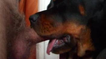 犬が飼い主のペニスを舐め、精液が飛び散り始めるまで
