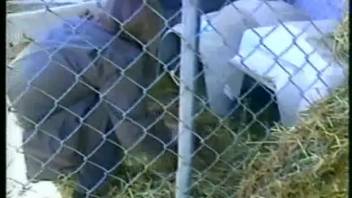 Plump girl being screwed by a group of aroused beasts