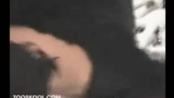 Wicked canine adult video homemade fetish for an attractive tramp