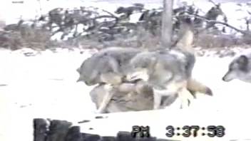 Wild wolves banging outside in a bizarre group sex quartet