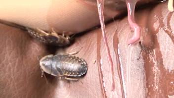 Steamy vagina being overrun by worms and beyond