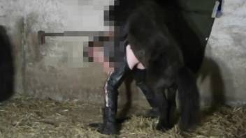 レザーパンツの動物性愛者がポニーから犯される