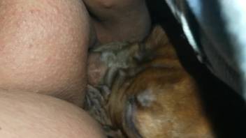 Moist vagina being tongued by a highly frisky creature