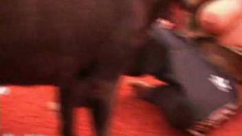 Steamy user-generated footage features a curvaceous woman handling bestial encounters