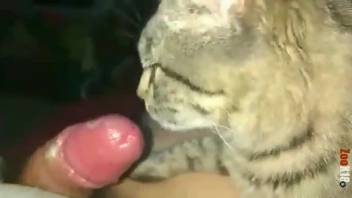 猫が飼い主のチンポを舐める、彼がオナニーしているとき