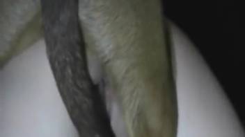 Rear-entry pounding for a massively curvy slut