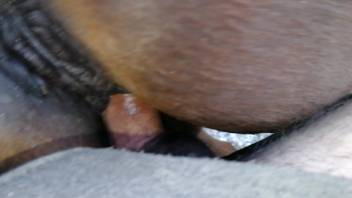 Guy shoves his whole dick into a drenched mare's vagina