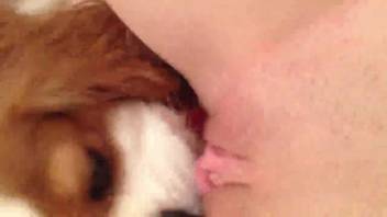 毛むくじゃらの子犬が女性の濡れたマンコを舐めるずさんな自宅試演