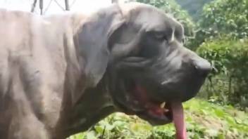 レザーマスクの美女が屋外で動物のチンポを崇拝