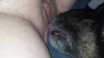 Moist vagina being eagerly tongued all over by a filthy pup