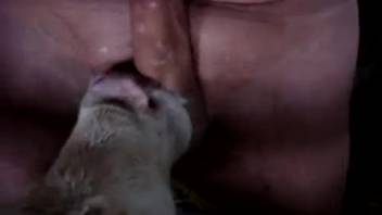 Hot vixen eagerly tongues a guy's alluring nuts