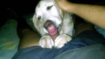 忠実なラブラドール犬が飼い主のペニスをずさんなモードで舐める
