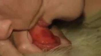 Attractive woman in homemade clips manipulating canine cock in steamy adult action