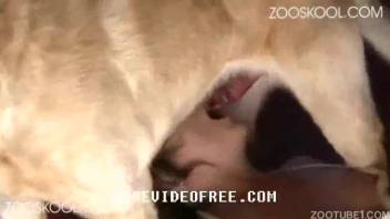 Attractive young woman with a snug vagina enjoys sex with dogs