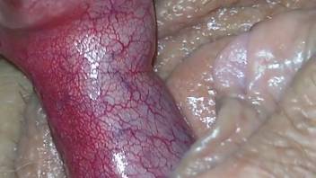 Perspiring bestiality cunt penetrated by a scarlet dick