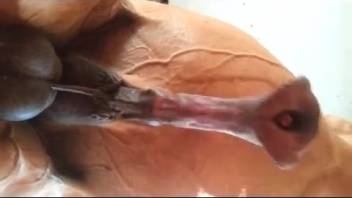 男はこの馬の巨大なペニスに惹かれる