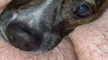 犬が飼い主のチンポをずさんな方法で舐め、撮影される