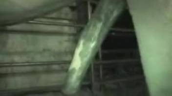 Massive ass guy getting pounded by a well-endowed stallion